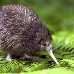 Kiwi bird