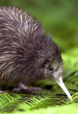 Kiwi bird